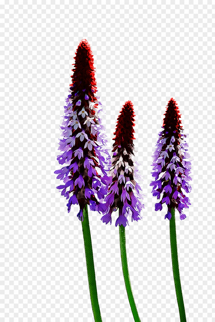 Spring Flower Floral Flowers PNG