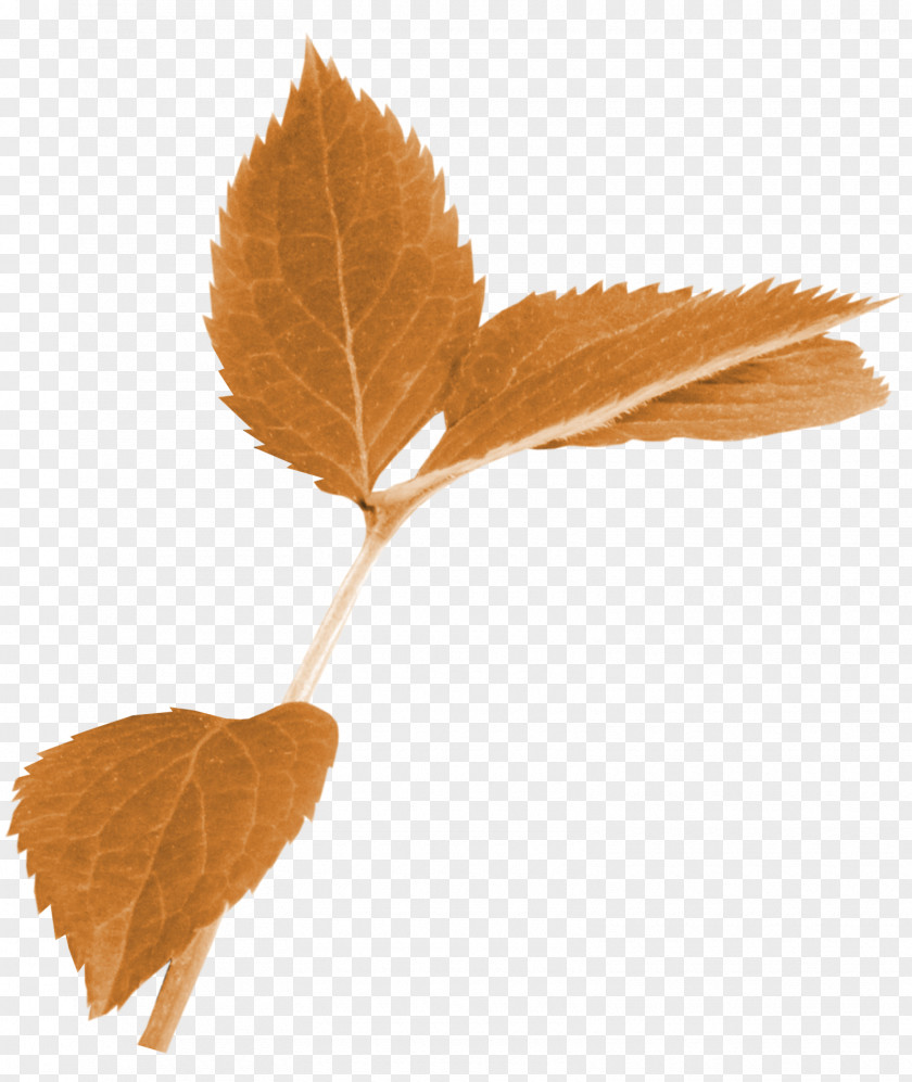 Autumn Leaves Leaf Color Limbe PNG