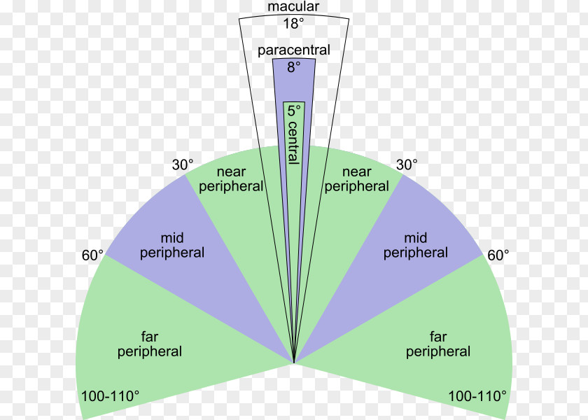 Eye Peripheral Vision Visual Perception Fovea Centralis Retina PNG