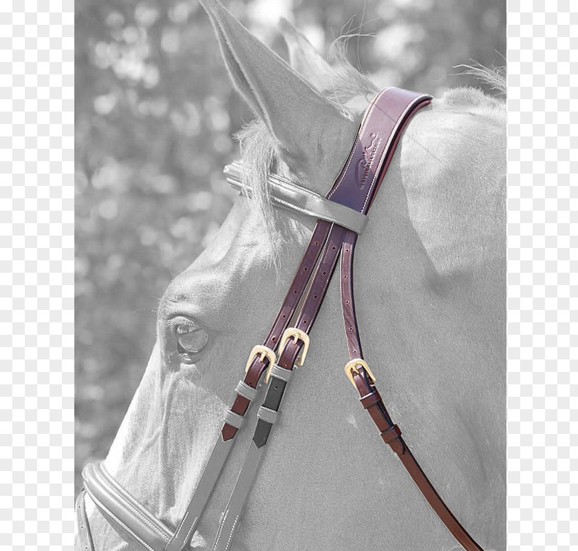 Horse Bridle Equestrian Saddle Stable PNG