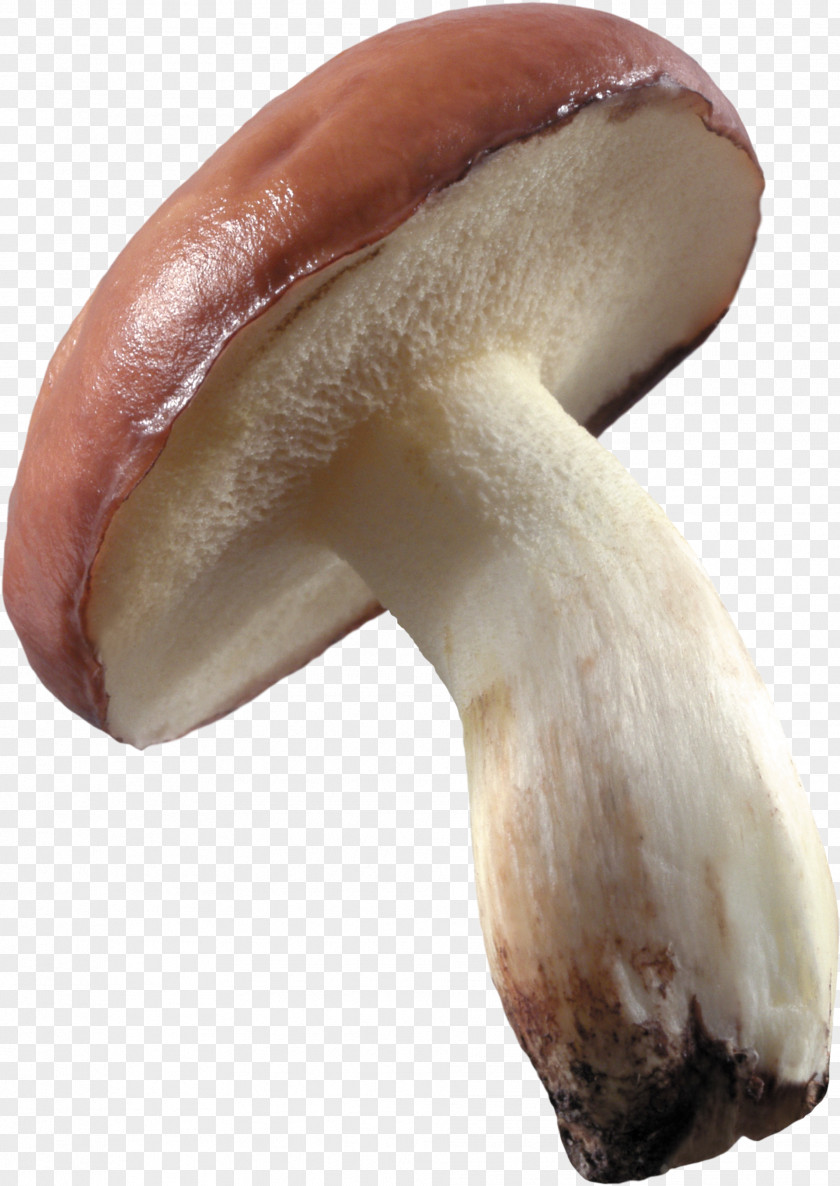 Mushrooms Mushroom Food Image File Formats Fungus PNG