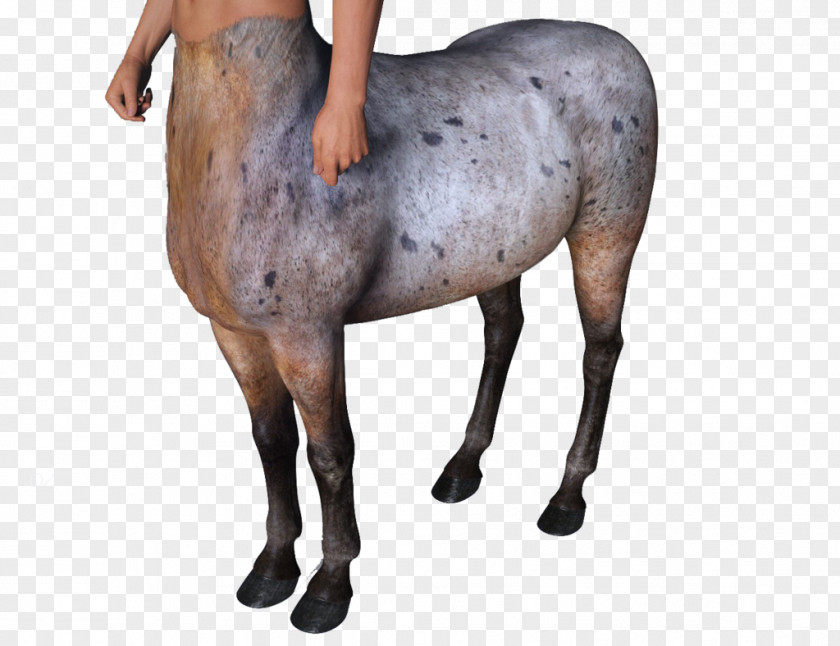 Mustang Shetland Pony Donkey Mare 3D Computer Graphics PNG