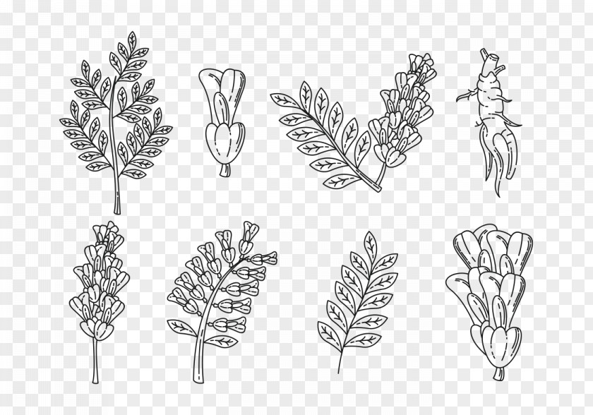 Plants Medicinal Vector Graphics Liquorice Glycyrrhiza Uralensis PNG