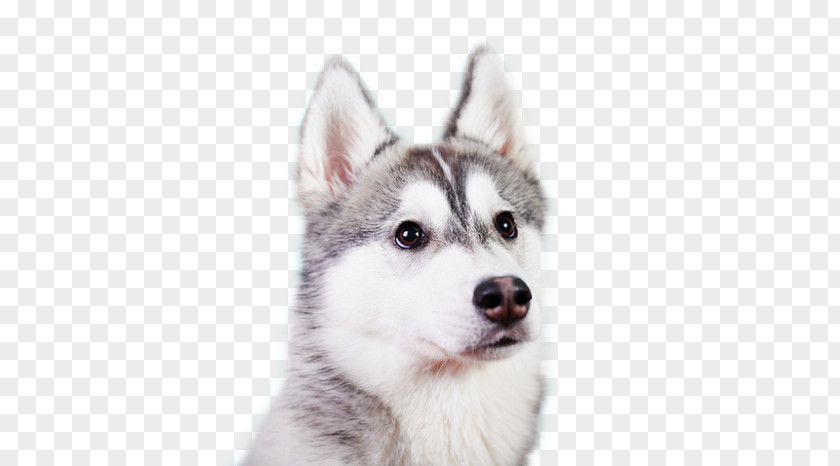 Snapchat Filters Pug Miniature Siberian Husky Canadian Eskimo Dog Tamaskan Sakhalin PNG