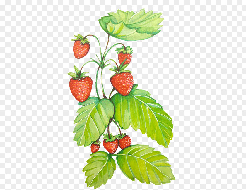 Strawberry Vine Natural Foods Raspberry Superfood PNG