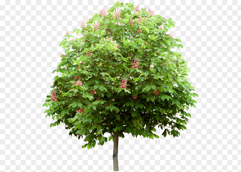 Tree Shrub Information PNG