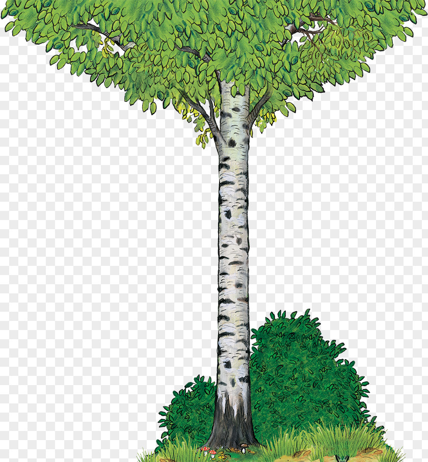 Tree The Gruffalo Birch Yorkshire Tea Wood PNG