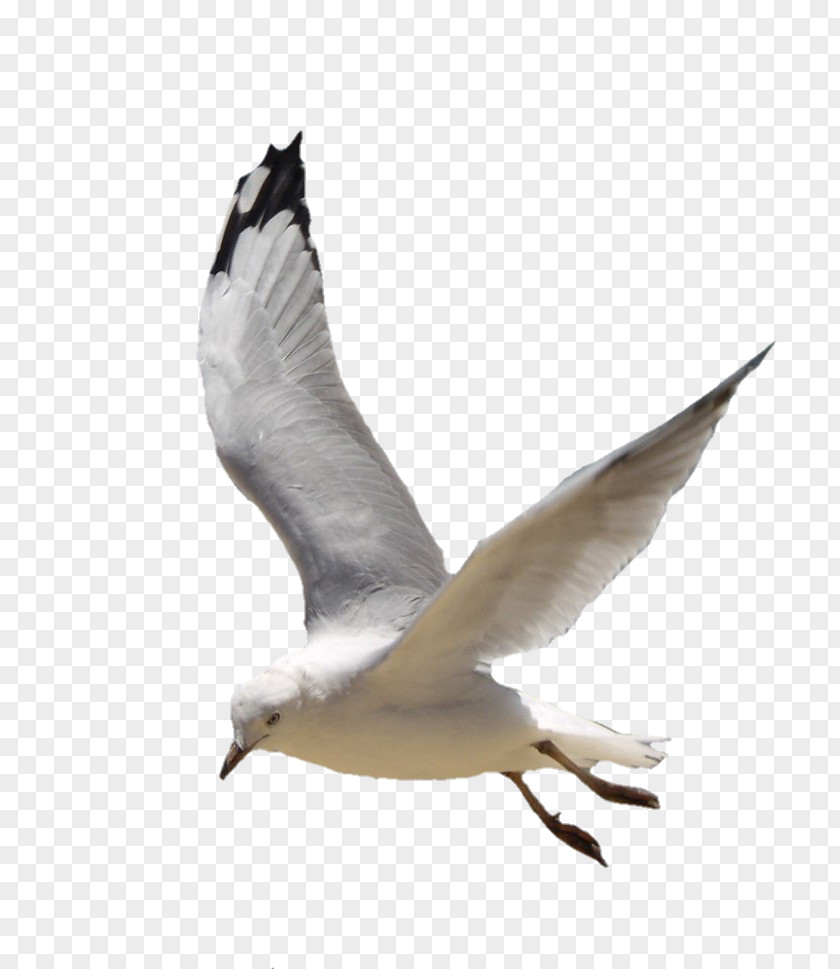 2018 Gulls Download European Herring Gull PNG