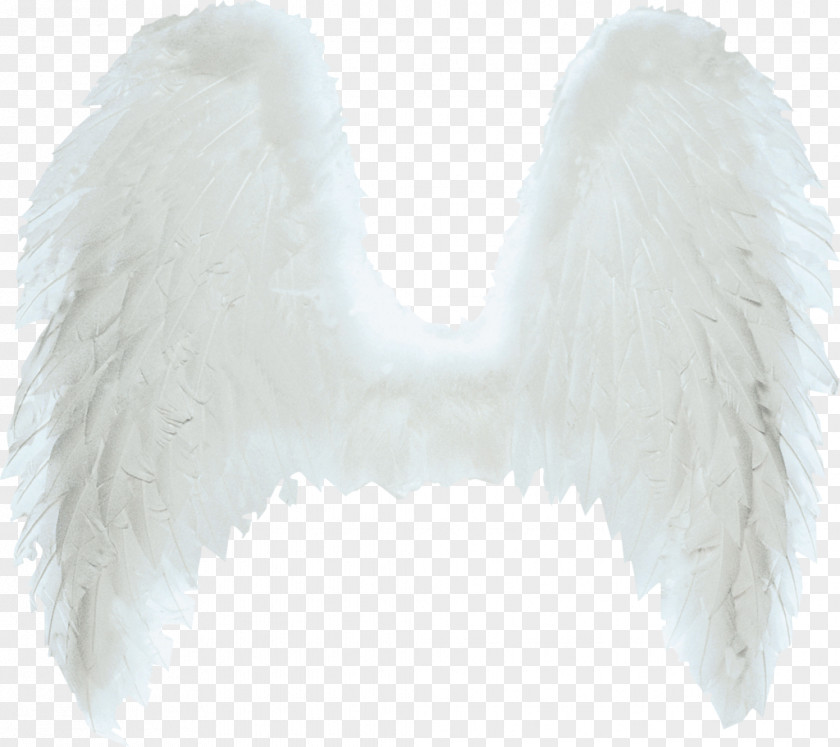 Angel Wing Ala Clip Art PNG