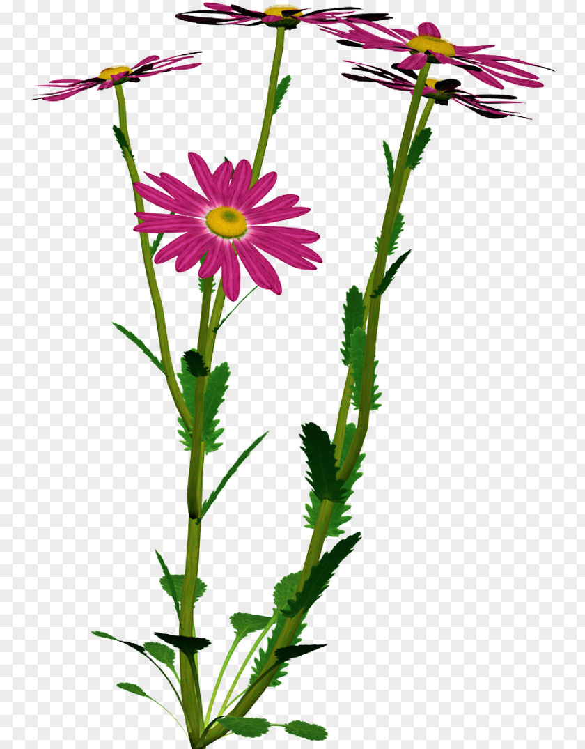 Camomile Flower Clip Art PNG