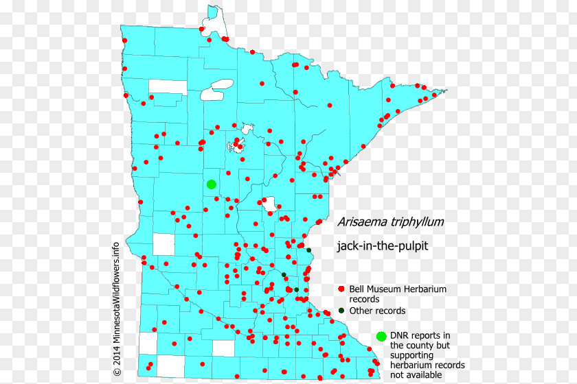 Minnesota Perennial Sow Thistle Spotted Joe-pye Weed Panicum Capillare PNG