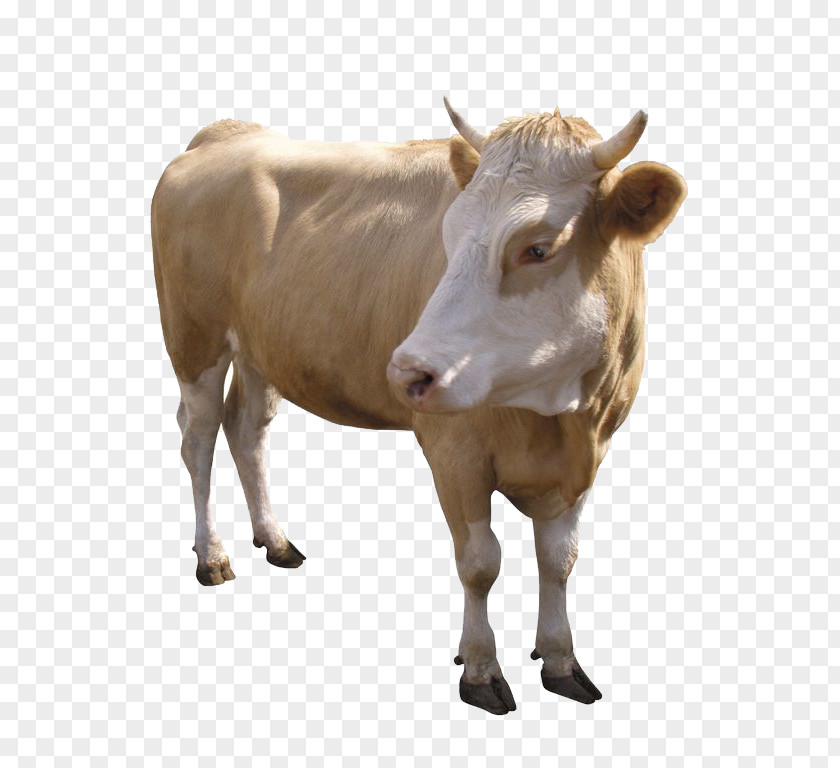 Sheep Dairy Cattle Zebu Calf Beef Ox PNG