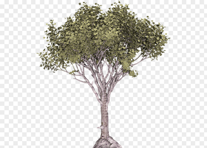 Tree Stone Pine Illustration Juniper Conifers PNG