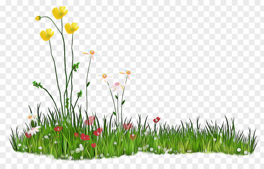 Tulip Landscape Background Family Day PNG