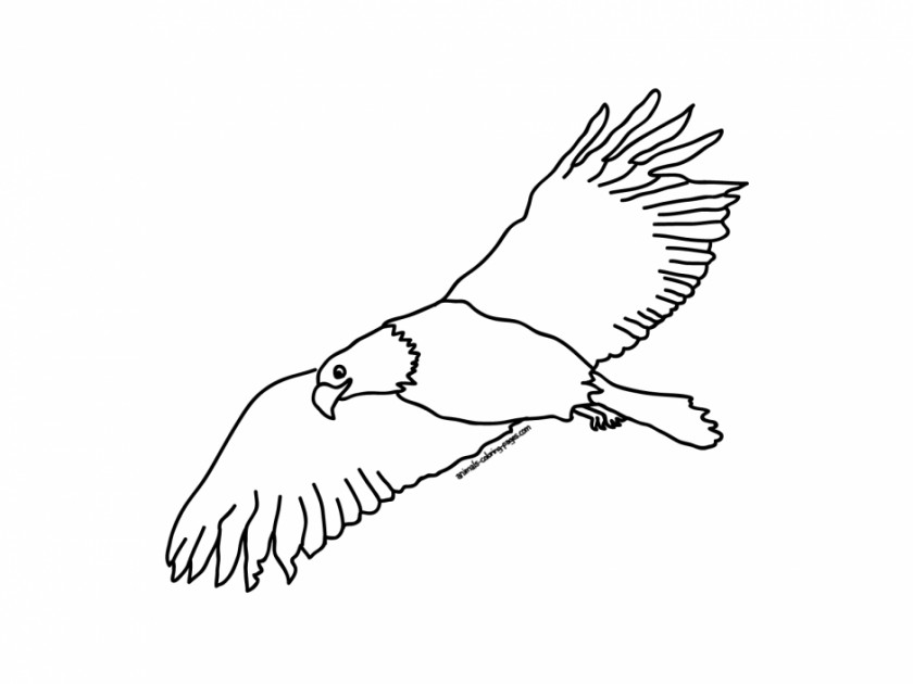 Bald Eagle Illustration Bird Drawing Clip Art PNG