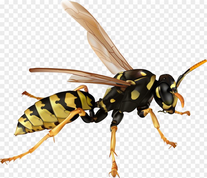 Bee Insect Hornet Clip Art PNG