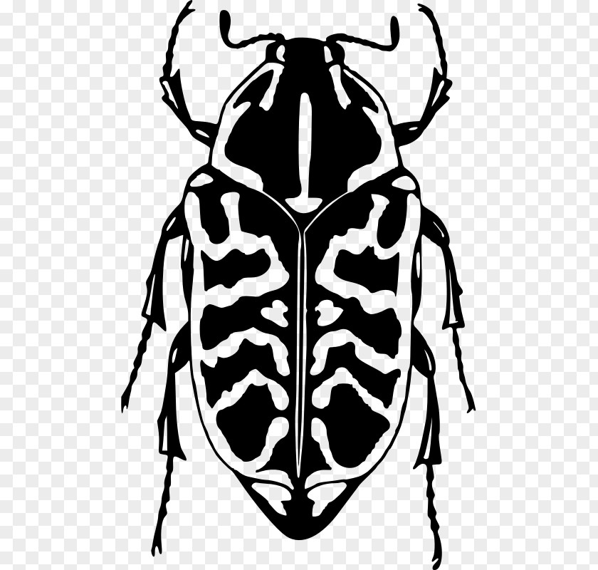 Beetle Ladybird Drawing Clip Art PNG