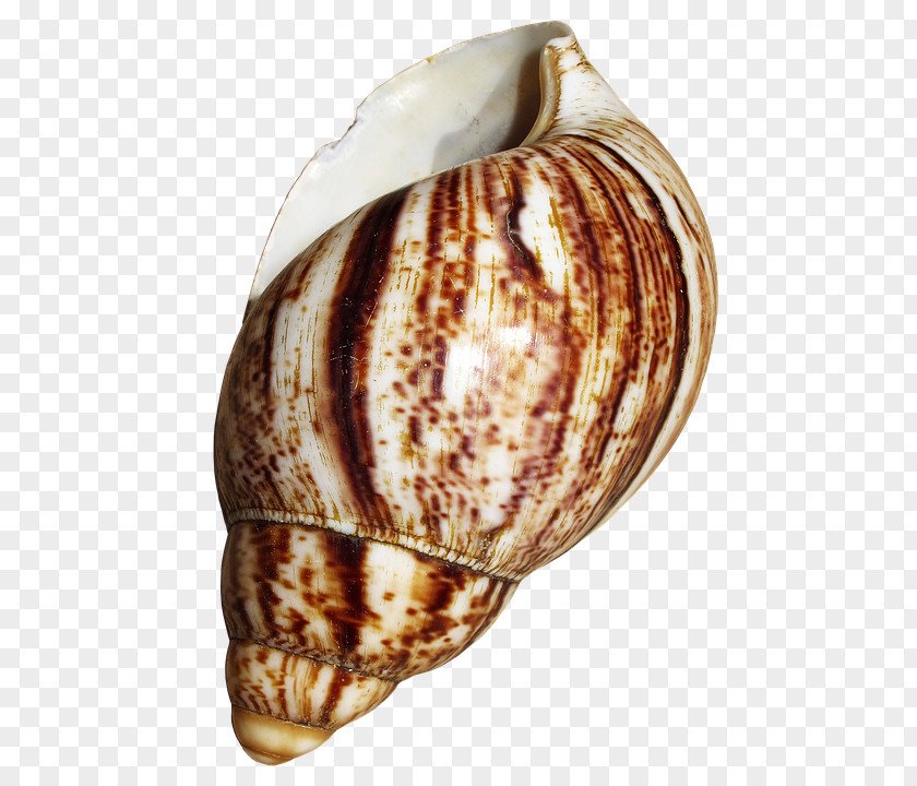 Caracoles Cockle Giant African Snail Seashell Gastropod Shell PNG