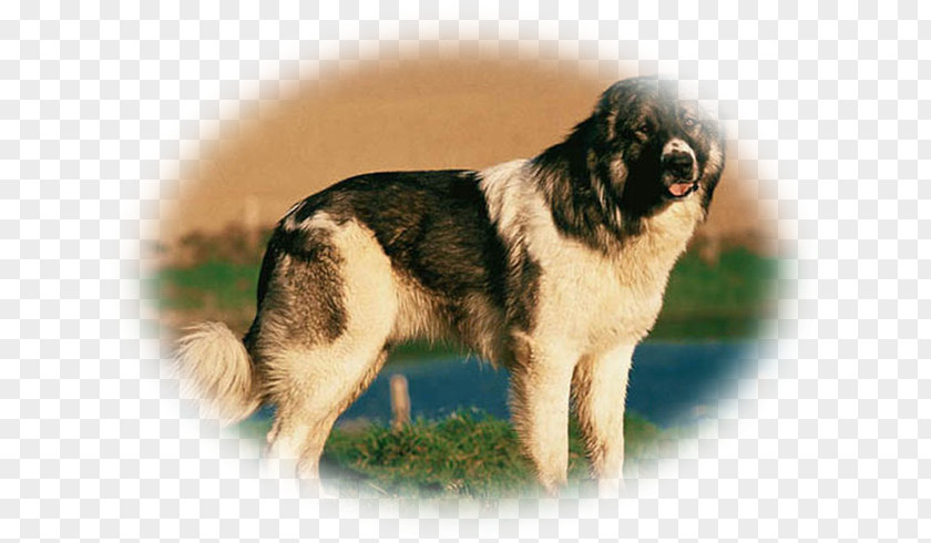 Caucasian Shepherd Dog Breed Tibetan Spaniel Sarplaninac Leonberger PNG