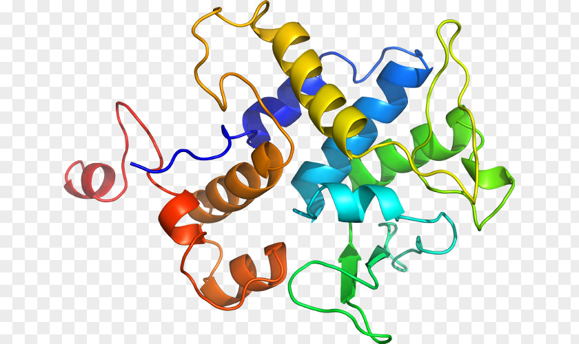Clip Art Protein Lysozyme Organism Body Jewellery PNG