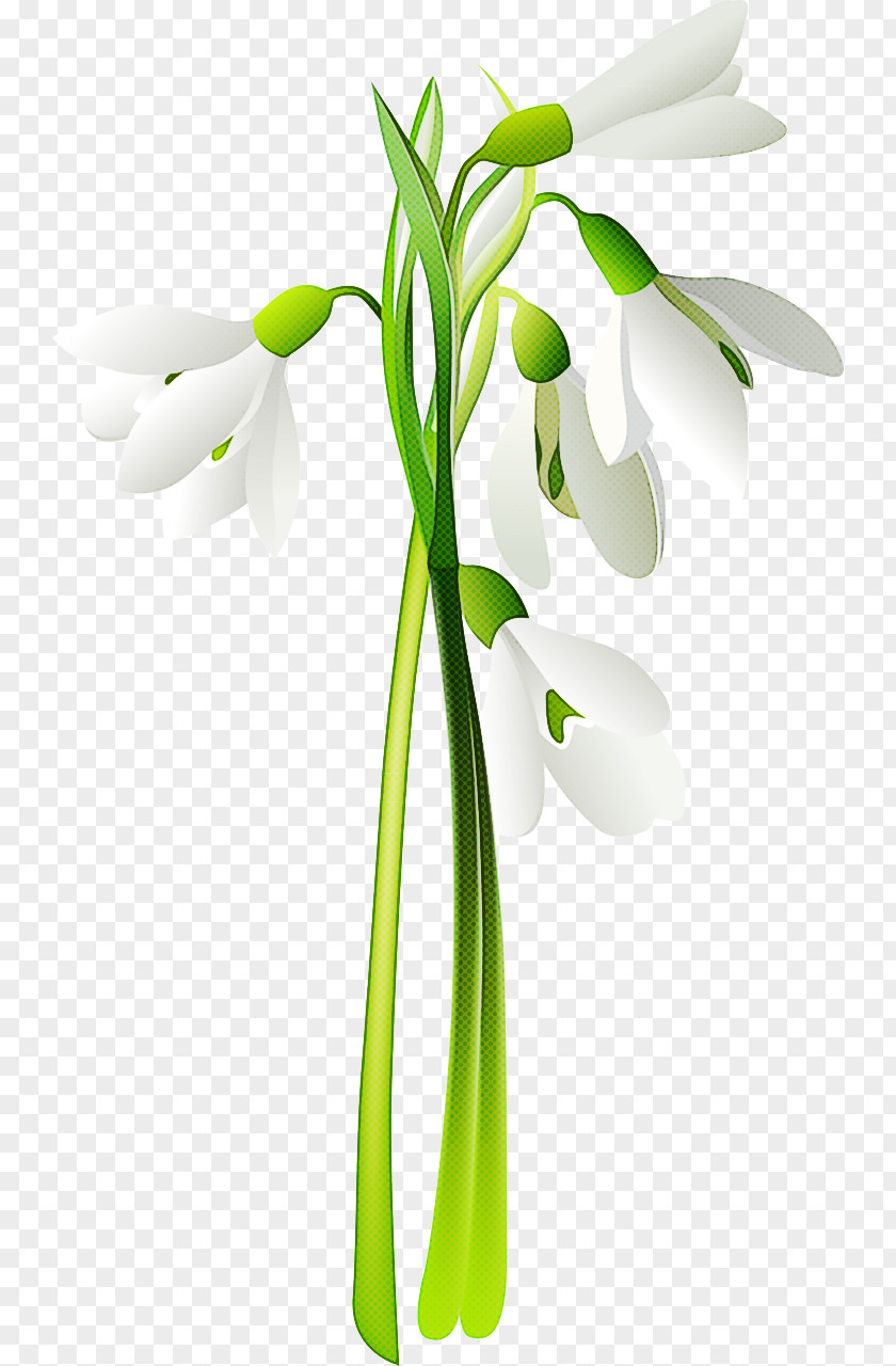 Flower Snowdrop Plant Galanthus Stem PNG