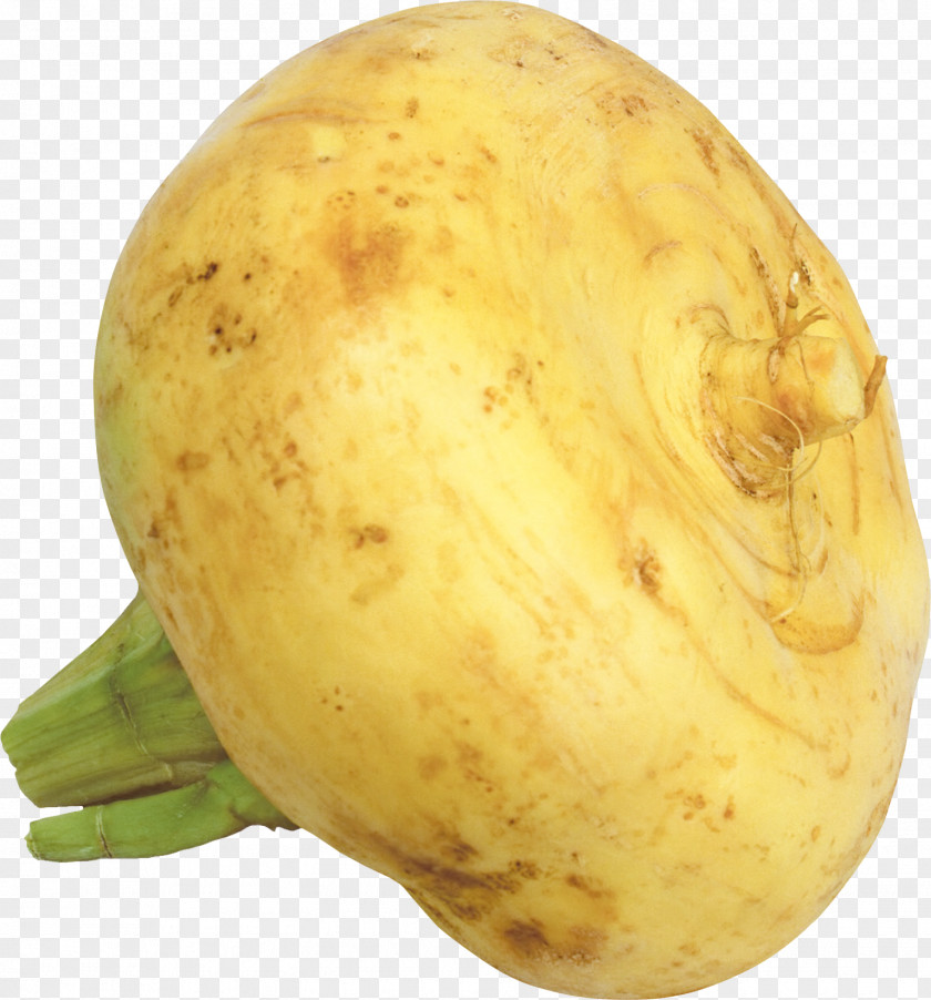 Garlic Turnip Root Vegetables Raphanus PNG