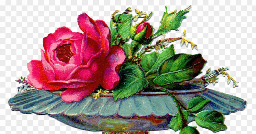 Yahoo Garden Roses Cabbage Rose Victorian Era Floral Design Flower PNG