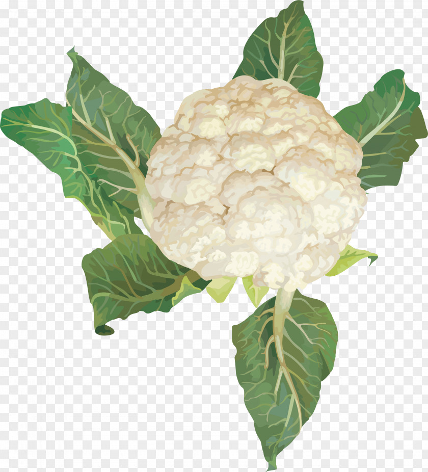 Cauliflower Image Cabbage Broccoli Vegetable PNG