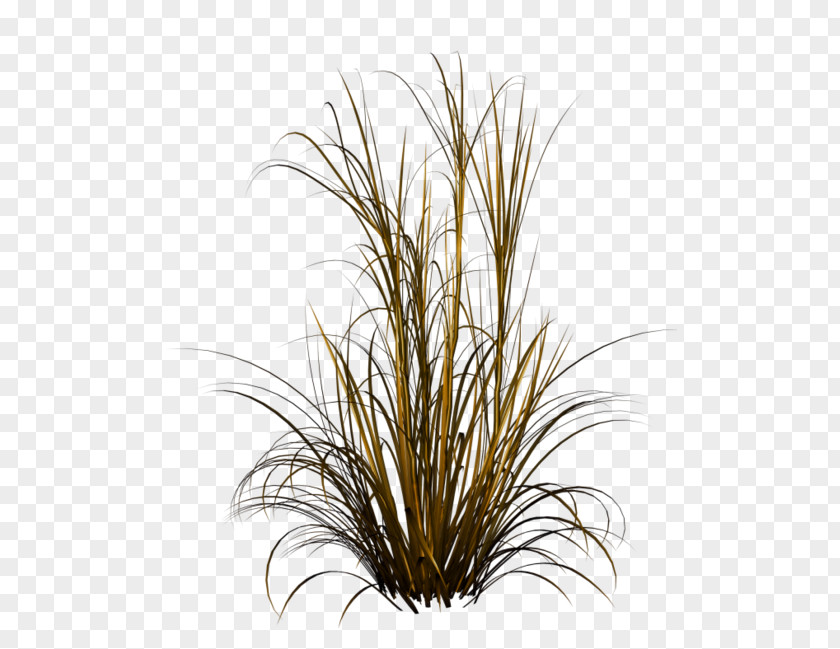 Chinese Fountain Grass Ornamental PNG