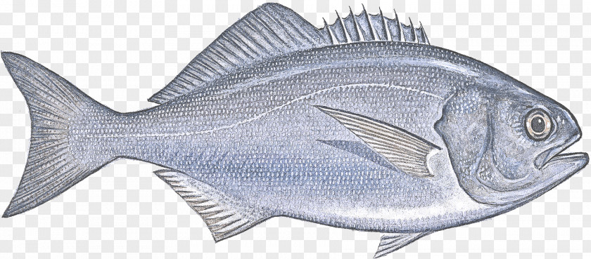 Fin Rayfinned Fish Products Sole Oily PNG