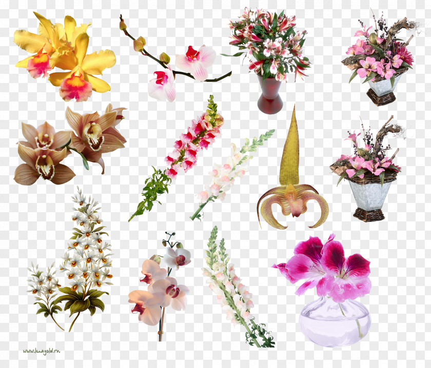 Flower Floral Design Orchids Cut Flowers Clip Art PNG