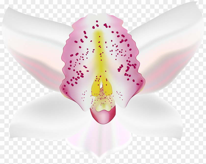 Flowering Plant Moth Orchid White Pink Flower Petal PNG