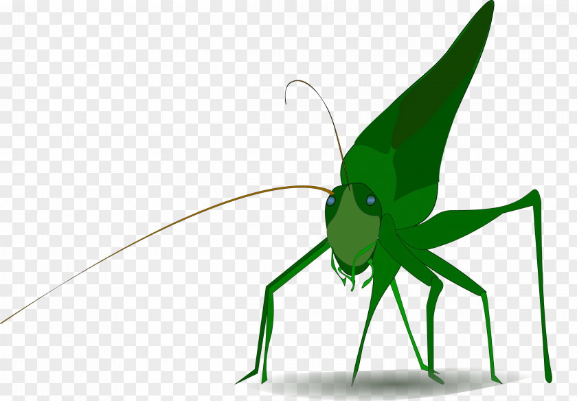 Grasshopper Insect Clip Art PNG