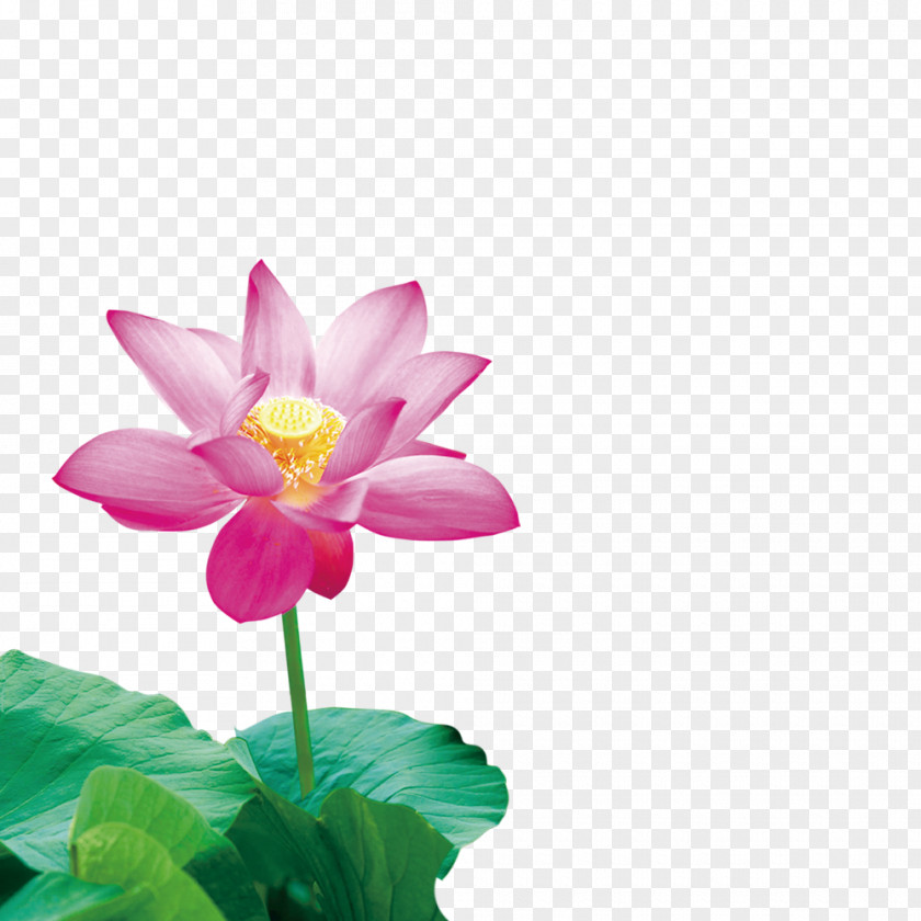 Lotus Creative Mystic Symbols Android Flower Nelumbo Nucifera PNG
