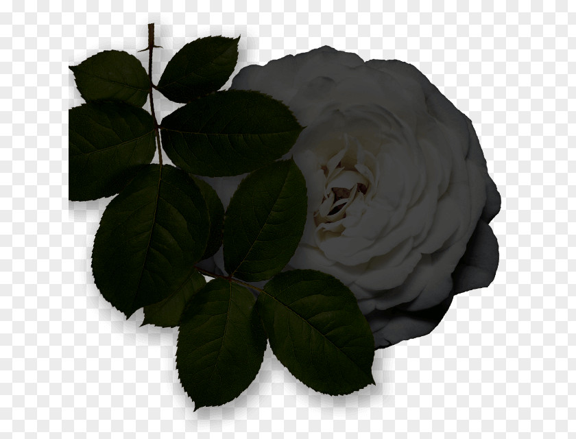 Neroli Flower Garden Roses Cabbage Rose Leaf PNG