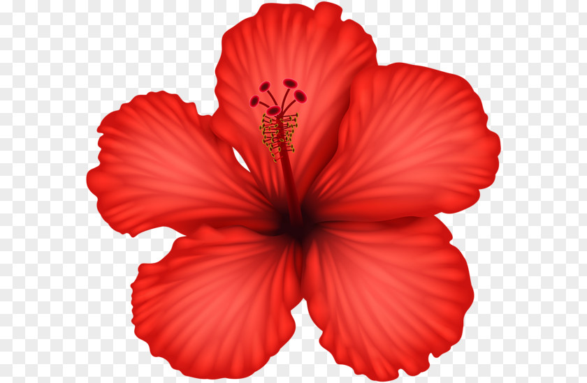 Red Flower Hibiscus Alyogyne Huegelii Clip Art PNG