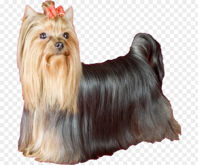 Yorkshire Terrier Australian Silky Cairn Morkie PNG