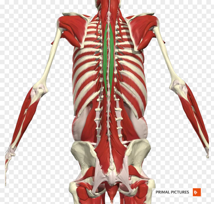 Abdominal Muscles Erector Spinae Bone Latissimus Dorsi Muscle Transverse PNG