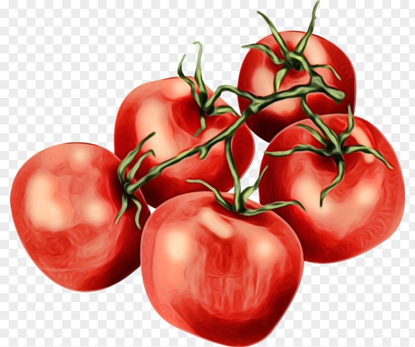 Food Bush Tomato PNG