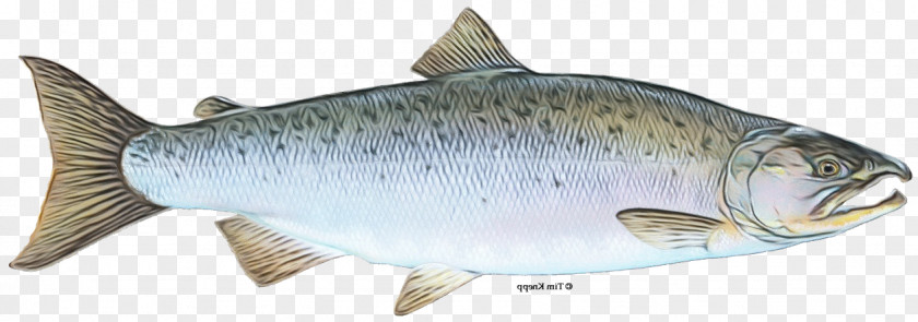 Oily Fish 09777 Bony Fishes Sardine Milkfish PNG