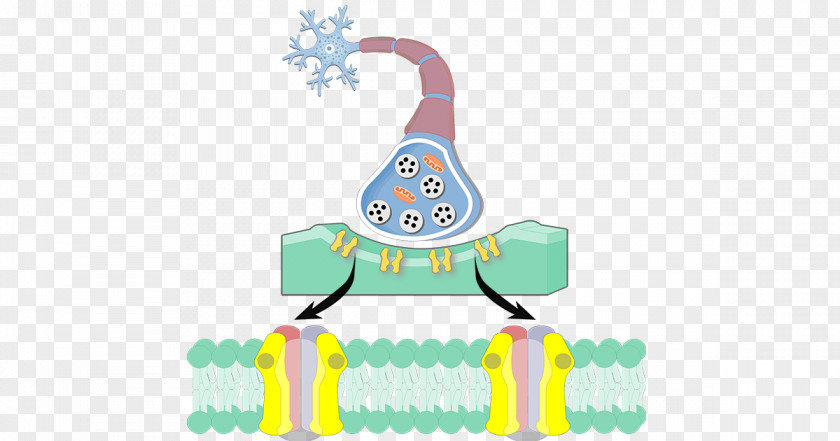 Postsynaptic Potential Depolarization Acetylcholine Receptor PNG