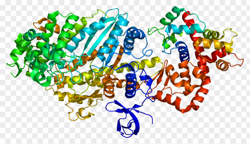 Protein MYO6 Myosin Molecular Motor Vesicle Organelle PNG