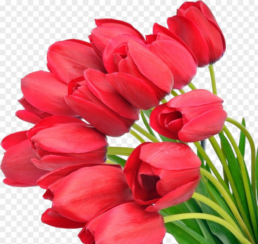 Tulip Flower Bouquet Red Desktop Wallpaper PNG