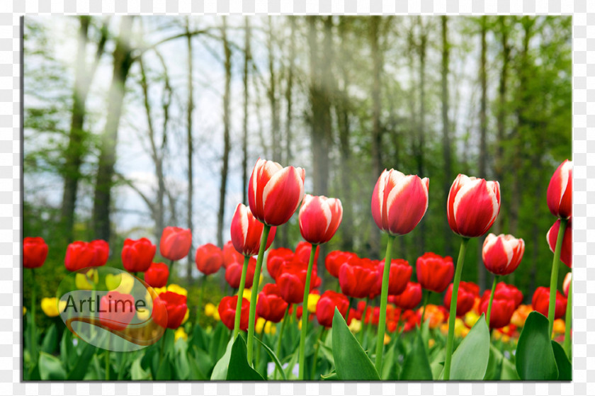 Tulip Mania Desktop Wallpaper Flower Computer PNG