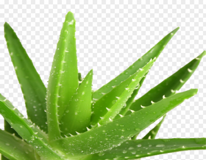 Wound Aloe Vera Healing Medicine Medicinal Plants PNG