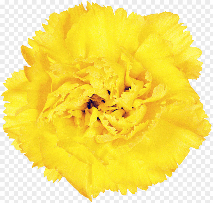 CARNATION Yellow Flower Resource PNG