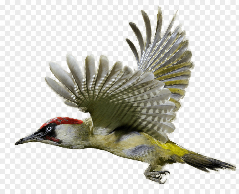 Flying Bird Woodpecker Clip Art PNG