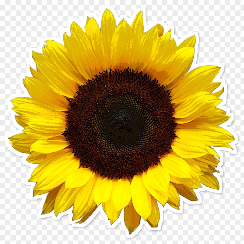Girassol Common Sunflower Image Resolution Clip Art PNG