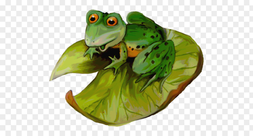 Green Frog Tree Clip Art True Amphibians PNG