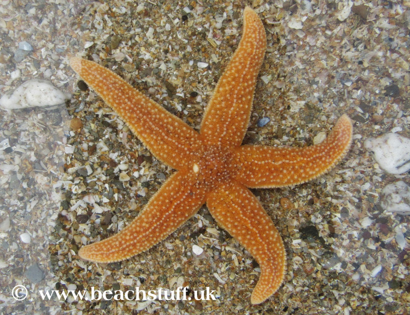 Starfish Common Marine Invertebrates Echinoderm PNG